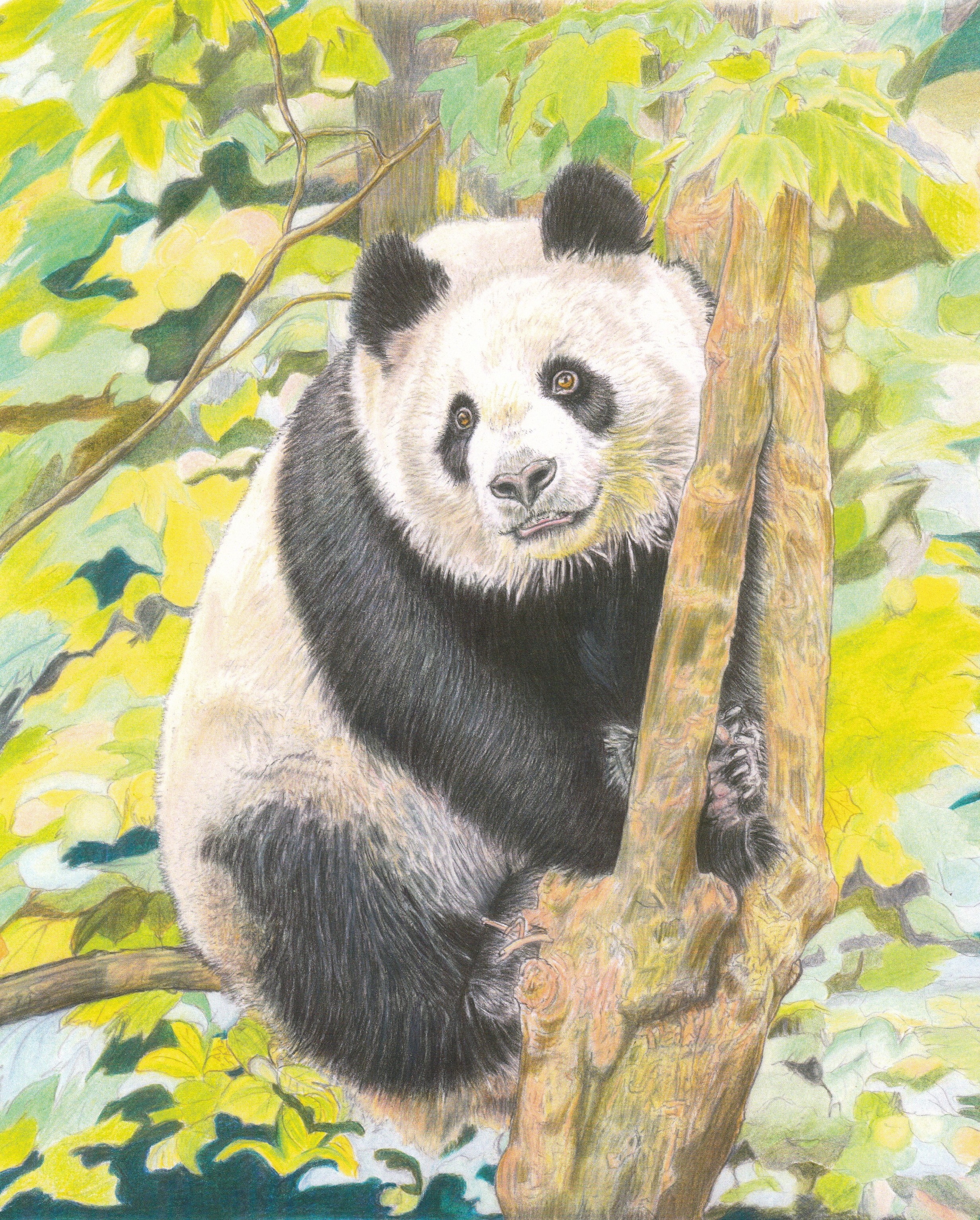 Xin Bao Giant Panda