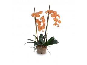 Hanging Phalaenopsis