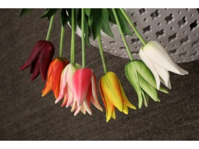 Tulip